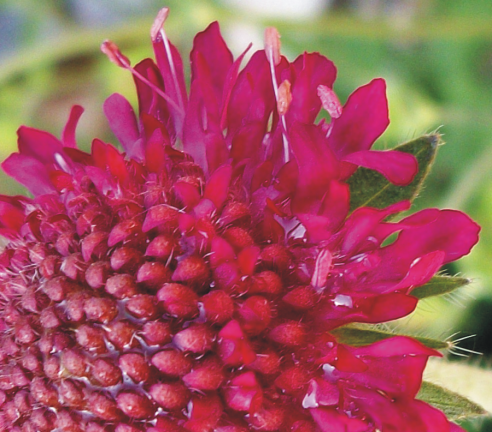 fleur_3_by_indelibly_yours-d4dscth