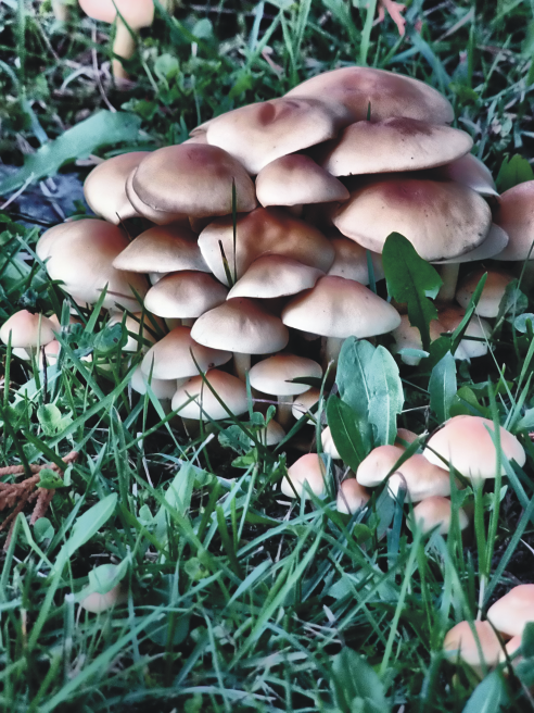 MushroomCluster