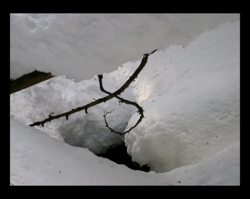 Snow_Brambles_by_Indelibly_Yours