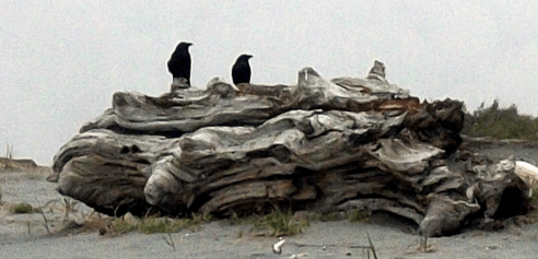 a_study_of_driftwood_by_indelibly_yours-d4wc6eg